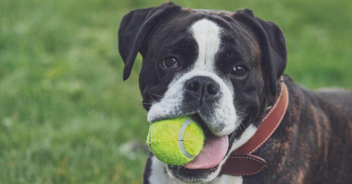 Freundlicher Boxerhund beim Spielen mit Tennisball im Mund.