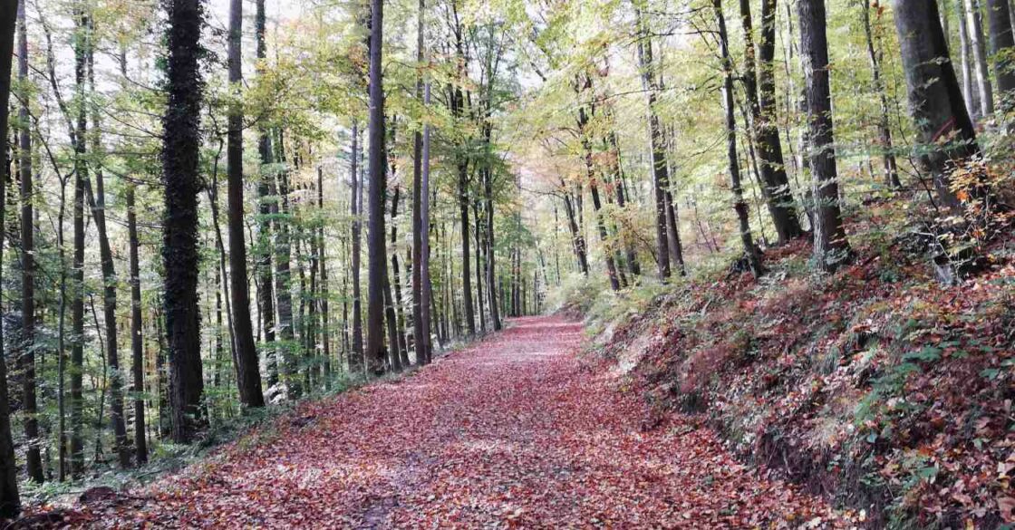 Waldweg voll mit Laub im Sirzenicher Wald.