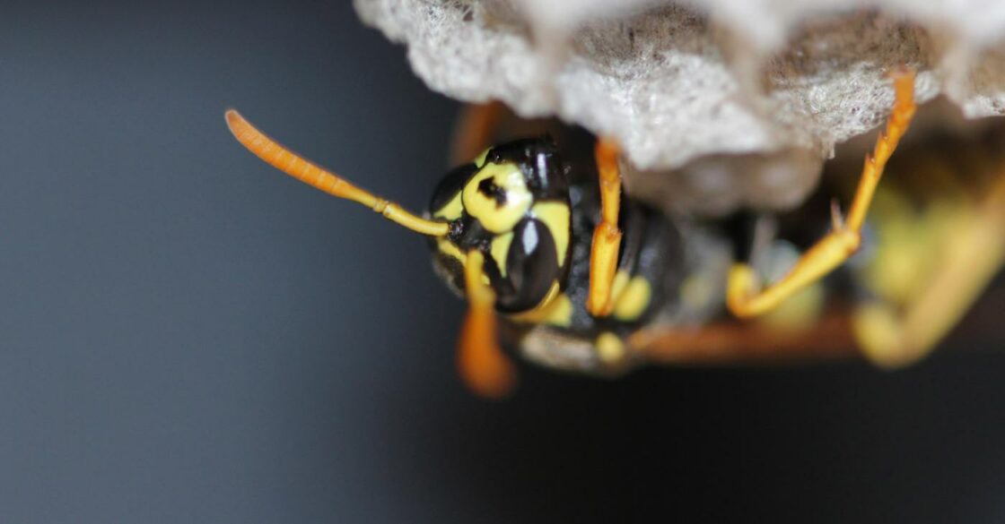 Eine Wespe beim Bau eines Wespennestes.